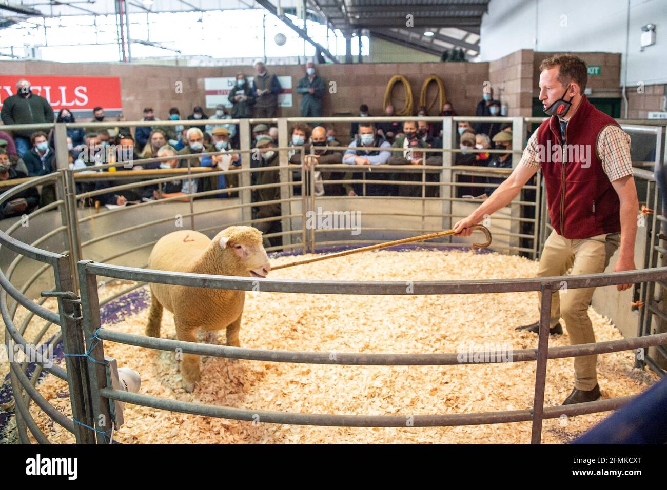 Verkauf von Schafen auf dem Exeter-Viehmarkt in Großbritannien Stockfoto
