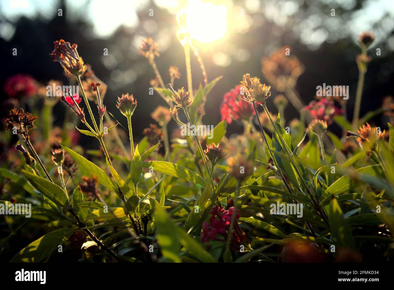 Schöne Blumen, Pflanze, Blüten Hintergrund. Botanik mit weichem Fokus, Bokeh abstrakt. Jahreszeitlich verändernd, Frühling, Sommer, Park, urban, Schönheit in der Natur. Stockfoto