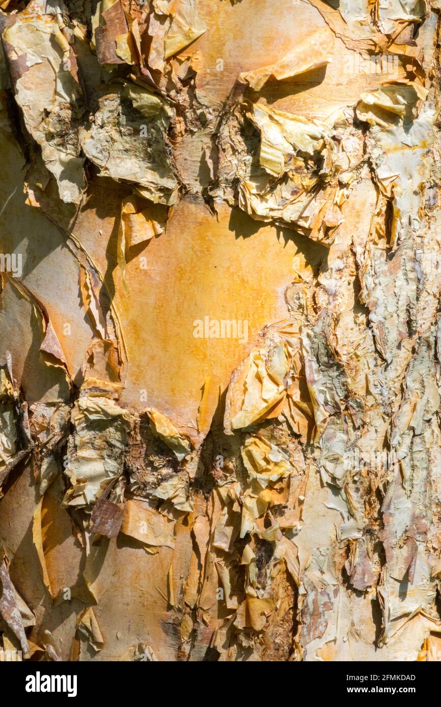 Flussbirke Betula nigra Baumrinde Textur, Birkenrinde Stockfoto