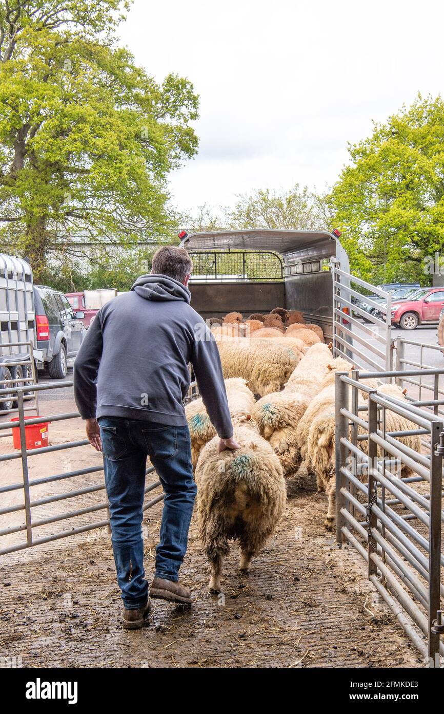 Schafe nach dem Markt in einen Anhänger laden Stockfoto