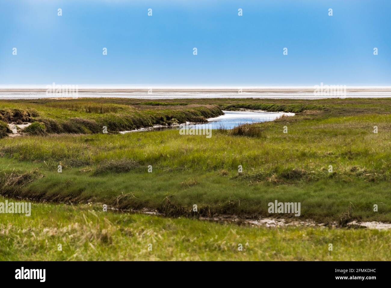 Salzwiesen an der Küste von Sankt Peter-Ording Stockfoto