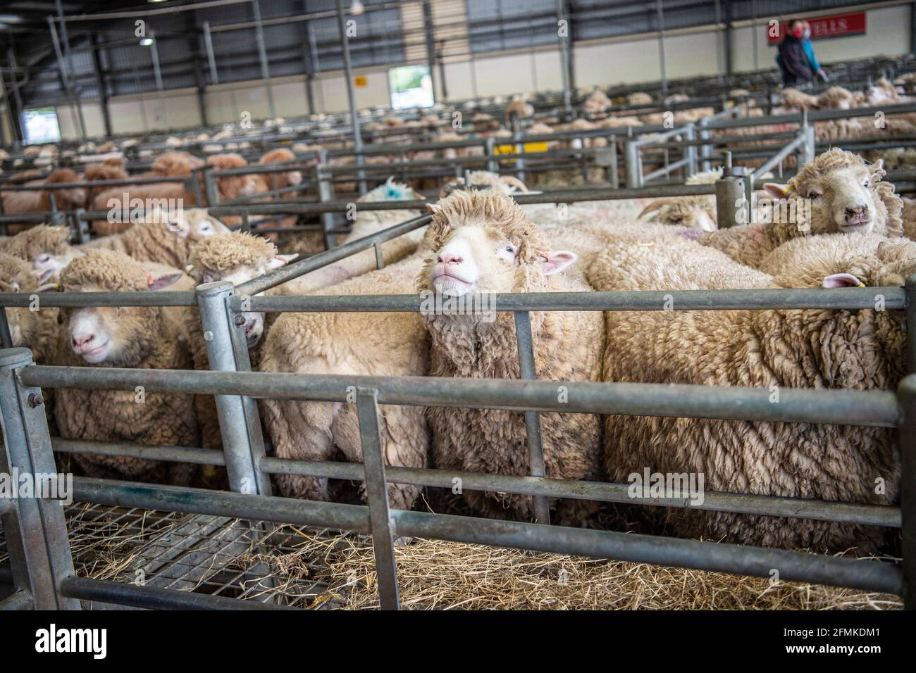 Umfrage Dorset Schafe auf Viehmarkt Stockfoto