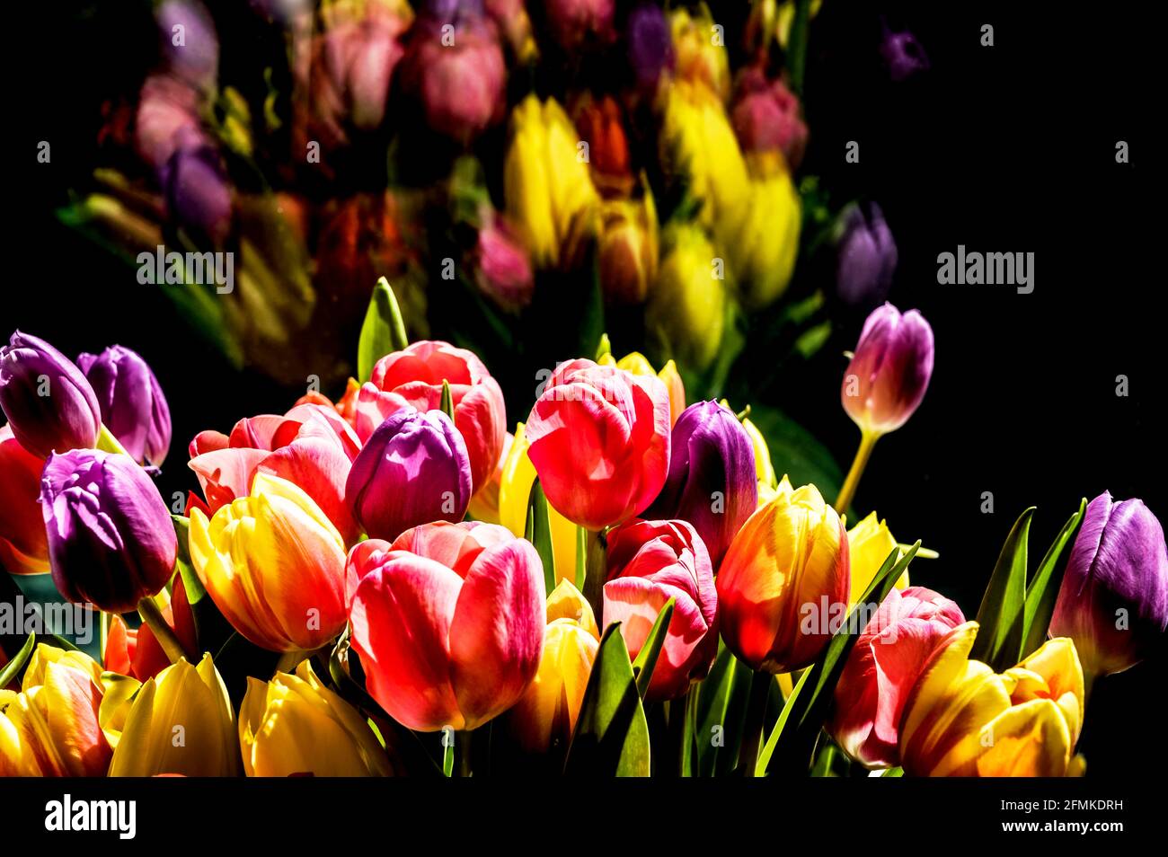 Bunte Tulpen; Bunter Tulpenstraß Stockfoto