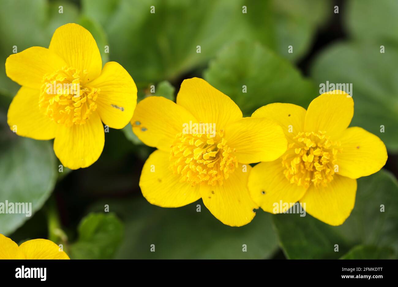 Marsh Marigold (Caltha Palustris) Stockfoto