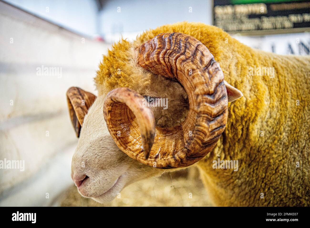 Dorset Horn Schafe Stockfoto