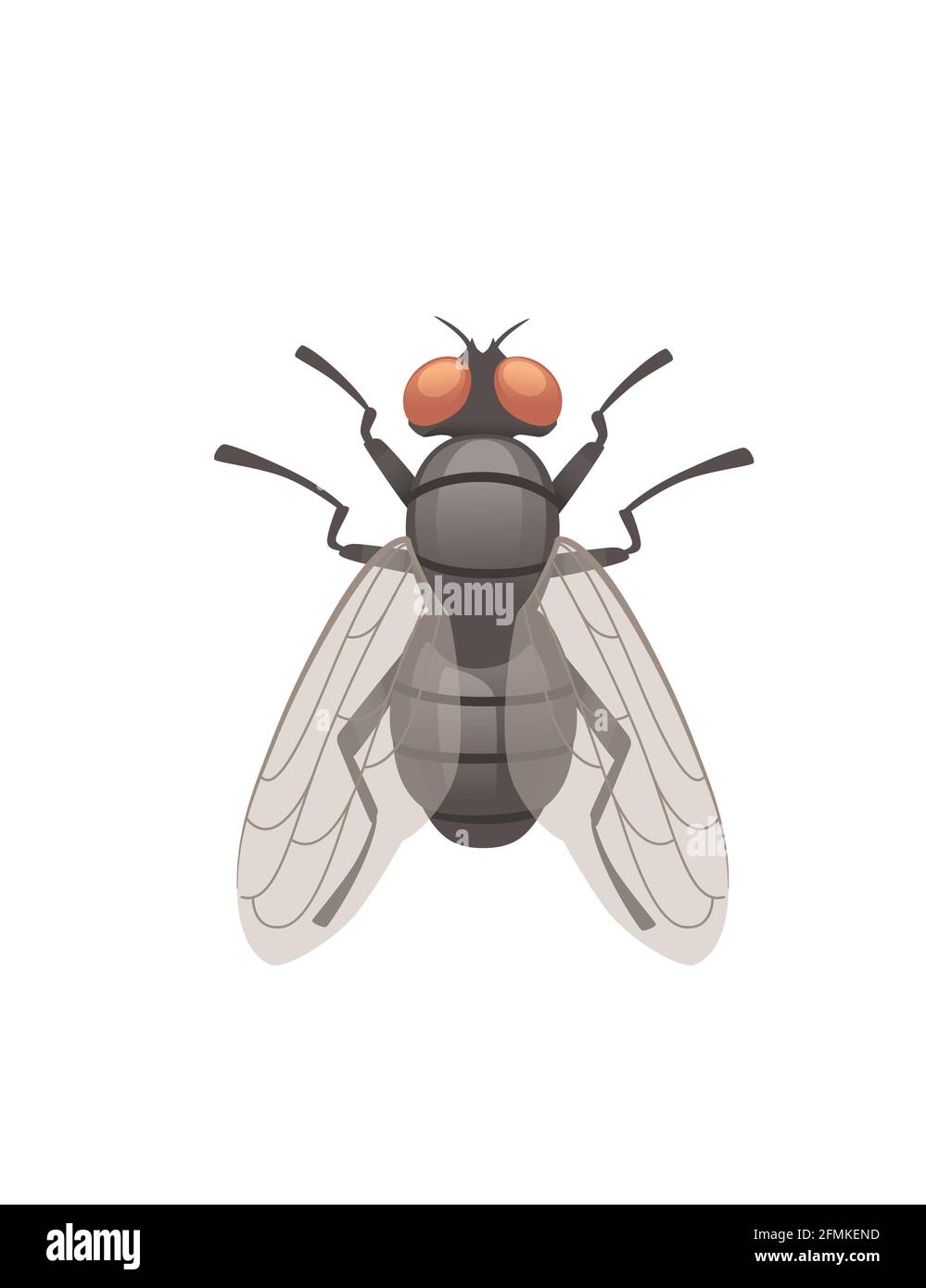 Hausfliege fliegende Insekten Cartoon fliegen Design Vektor Illustration auf weiß Draufsicht im Hintergrund Stock Vektor