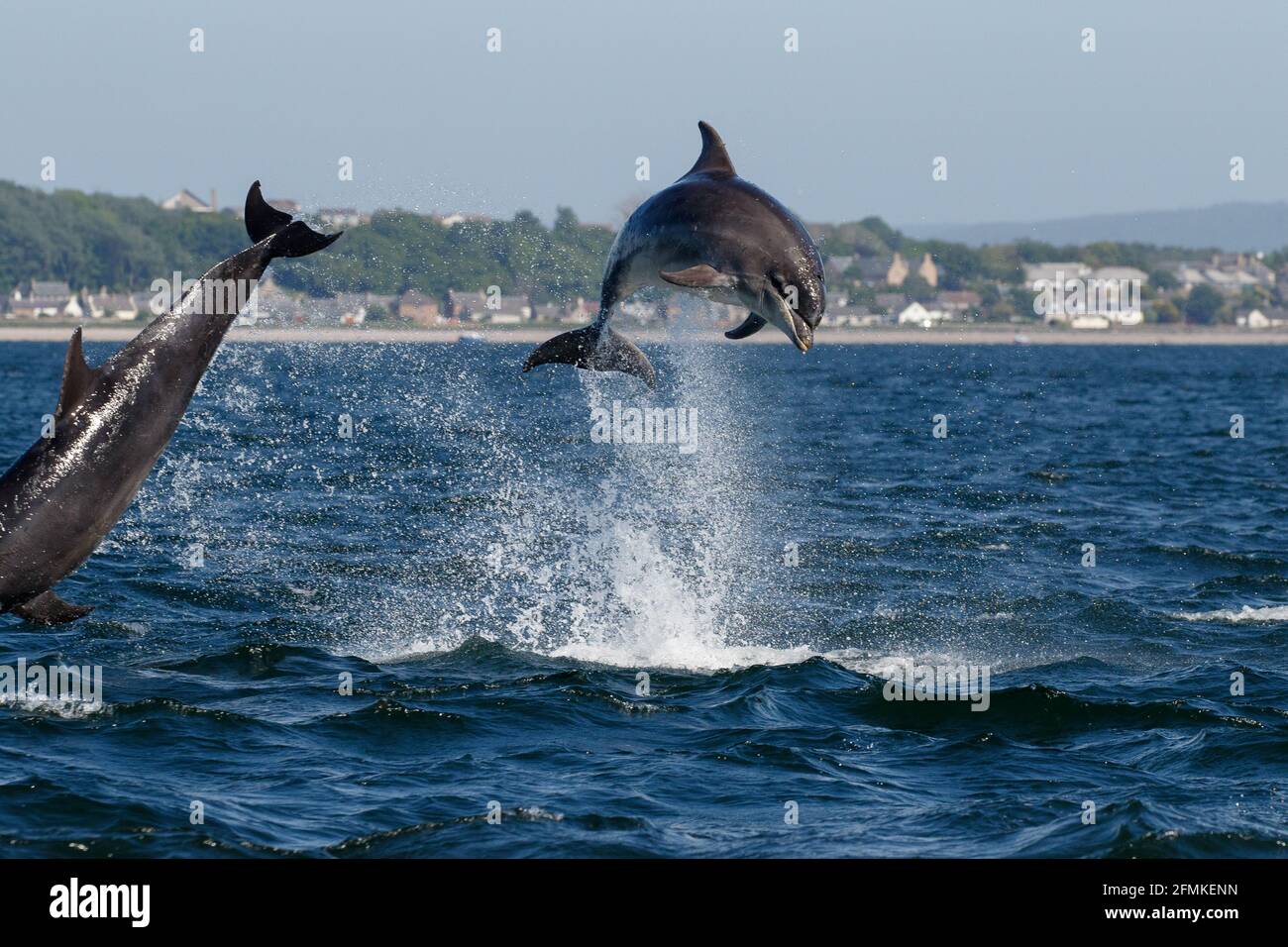 Catherine ist seit ihrer Kindheit ein Fan von Delfinen. INVERNESS, SCHOTTLAND: ATEMBERAUBENDE Bilder haben zwei große Delfine mit einem Durcheinander festgehalten Stockfoto