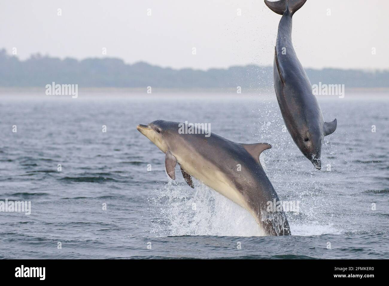 Die Delfine kommen alle zwei bis drei Mal pro Minute an die Oberfläche, um zu atmen. INVERNESS, SCHOTTLAND: ATEMBERAUBENDE Bilder haben zwei große Delfine gefangen Stockfoto