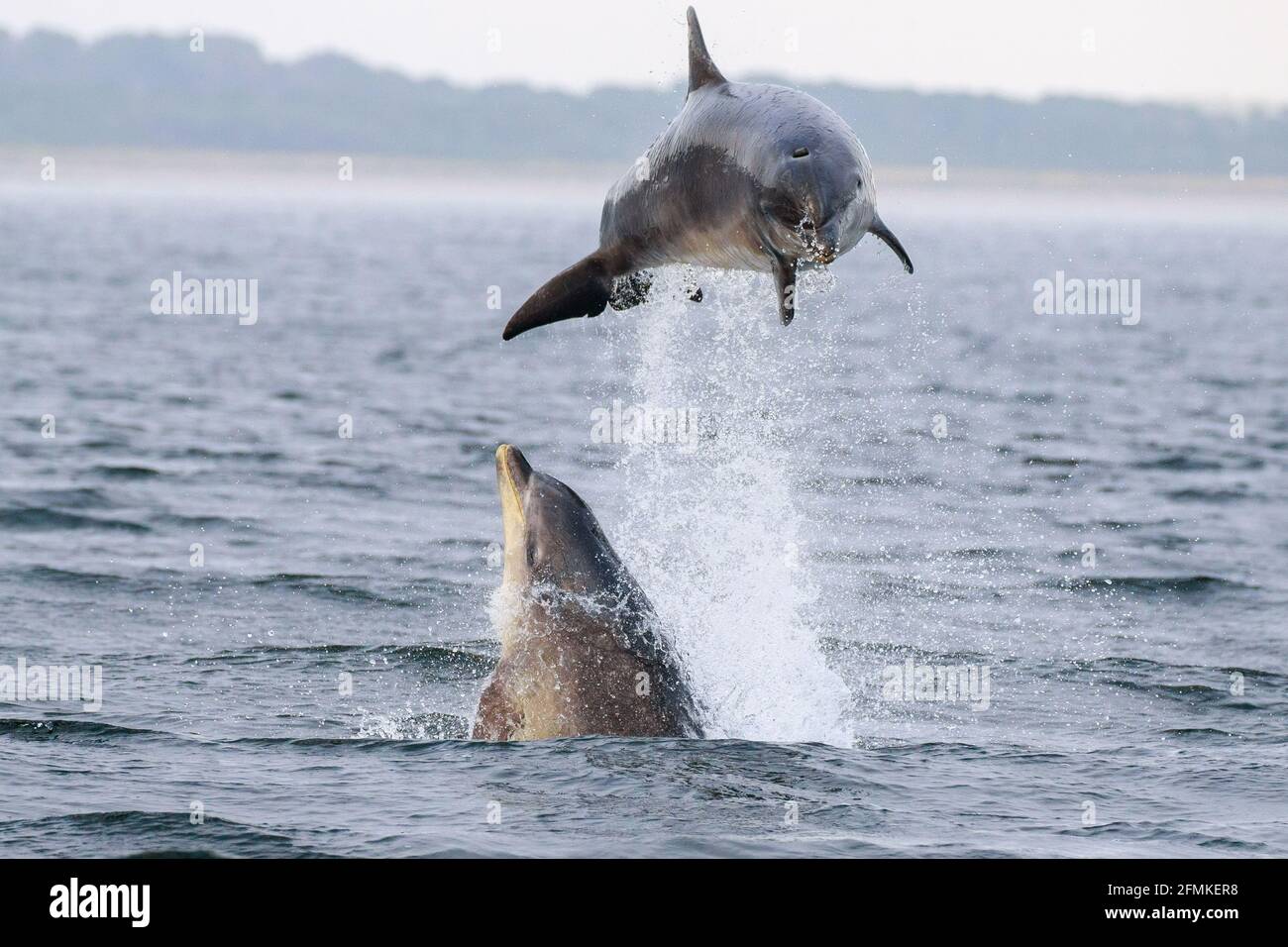 Delfine werden in der Regel in Gruppen zwischen drei und 10 beobachtet. INVERNESS, SCHOTTLAND: ATEMBERAUBENDE Bilder haben zwei große Delfine mit einem f Stockfoto