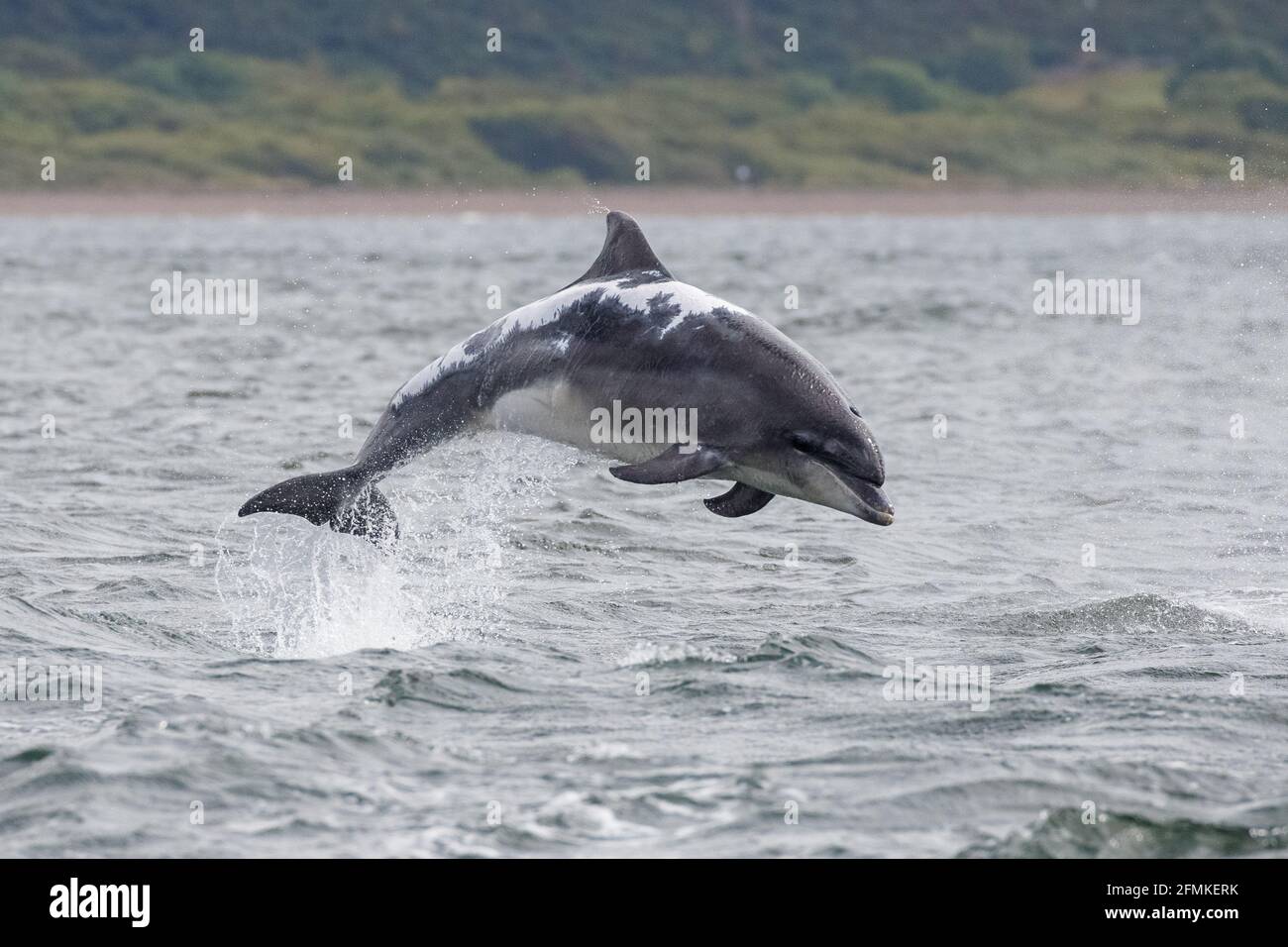 Diese schönen Kreaturen sind etwa 12 Fuß lang. INVERNESS, SCHOTTLAND: ATEMBERAUBENDE Bilder haben zwei große Delfine beim Flippen festgehalten Stockfoto