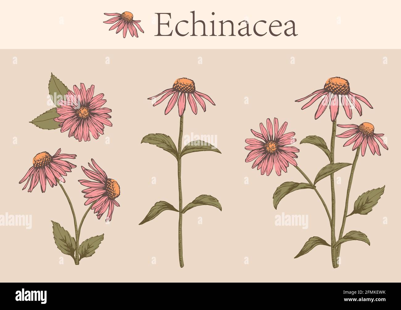 Handgezeichnetes Bild von Echinacea-Blüten mit Stielen und Blättern.botanische Illustration. Heilkräuter für Design Naturkosmetik, Aromatherapie, Homöopath Stock Vektor