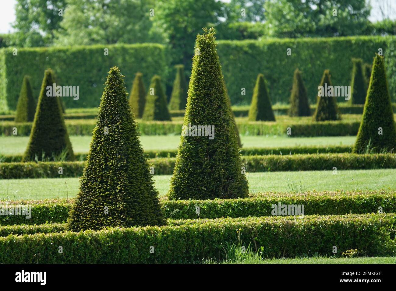 Pyramidenförmige immergrüne Bäume im Park einer historischen Residenz Stockfoto