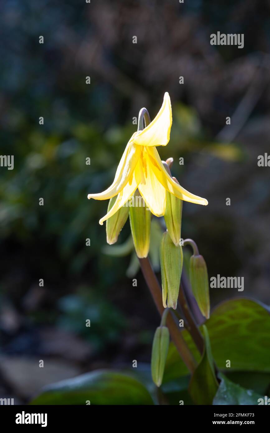 Hunde Zahn violett, Erythronium tuolumnense 'Pagode' Stockfoto