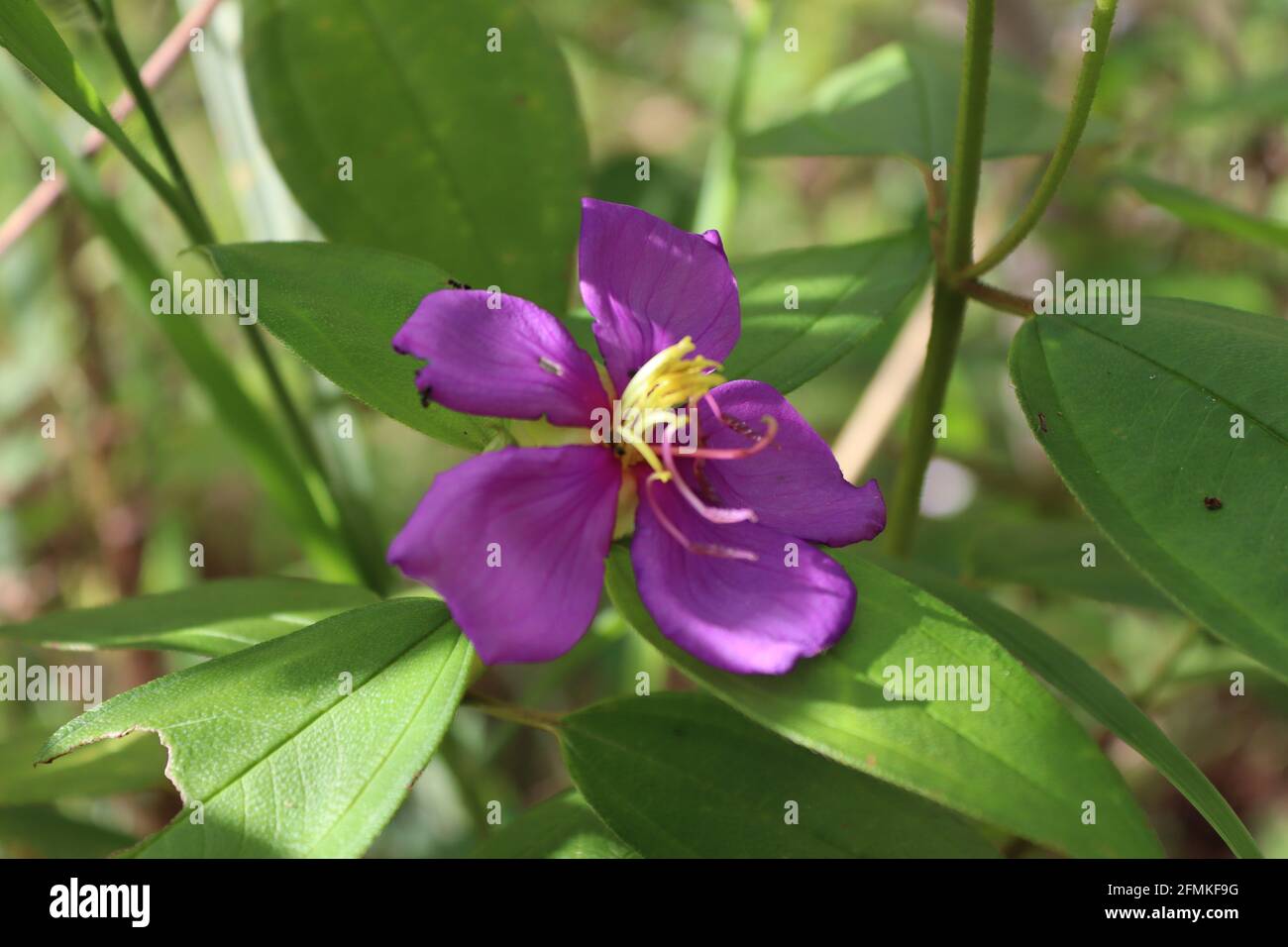 Sri Lankas berühmteste Ayurveda-Pflanze 'Bovitiya' Osbeckia octandra im Sommer. Stockfoto