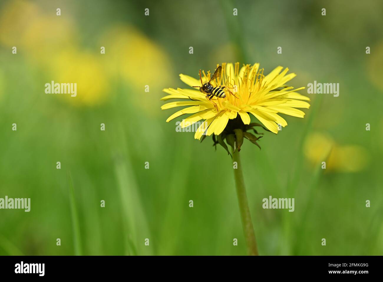 Insektenwespe auf gelber Dandelionenblüte im grünen Feld. Yellowjacke im Frühling mit weichem Bokeh Hintergrund. Stockfoto