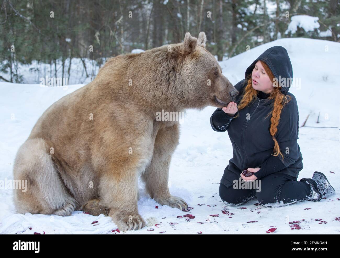 Fotografin Mila Zhdanova mit dem Bären Stepan. MOSKAU, RUSSLAND: TREFFEN SIE DEN echten Bären, der von seiner Mutter verlassen und von Menschen aufgezogen wurde, die jetzt einen Flo haben Stockfoto