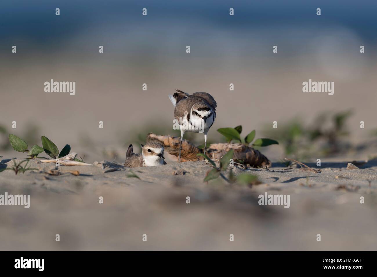 Kentish-Plünderung in der Balz am Meer Stockfoto