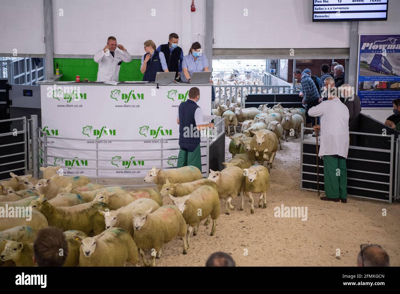 Verkauf von Schafen in einem Viehmarkt während der Covid-19-Pandemie, Darlington, Großbritannien. Stockfoto