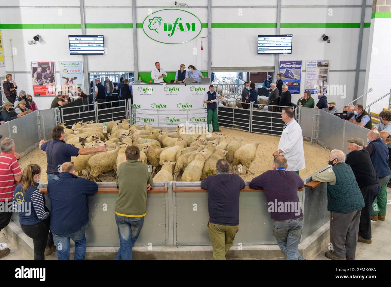 Verkauf von Schafen in einem Viehmarkt während der Covid-19-Pandemie, Darlington, Großbritannien. Stockfoto