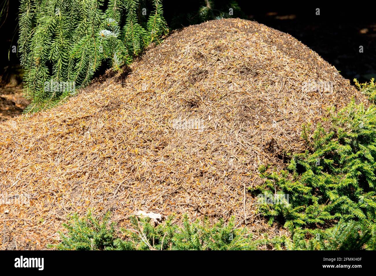 Das Ameisennest (Formica rufa) in einem böhmischen Ameisennest Stockfoto