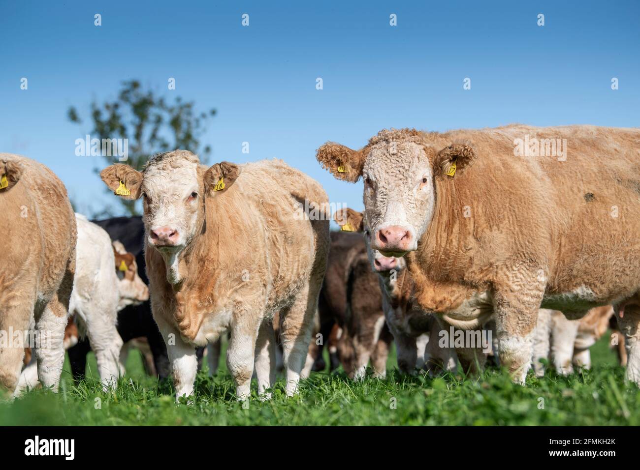 Herde von Simmentaler Rindern, die auf einer bewirtschafteten Weide grasen, Cumbria, Großbritannien. Stockfoto