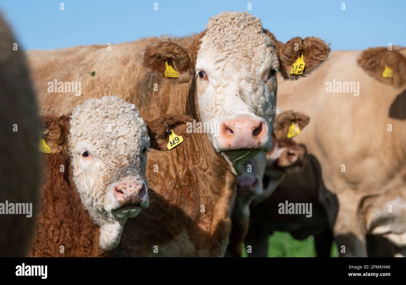 Herde von Simmentaler Rindern, die auf einer bewirtschafteten Weide grasen, Cumbria, Großbritannien. Stockfoto