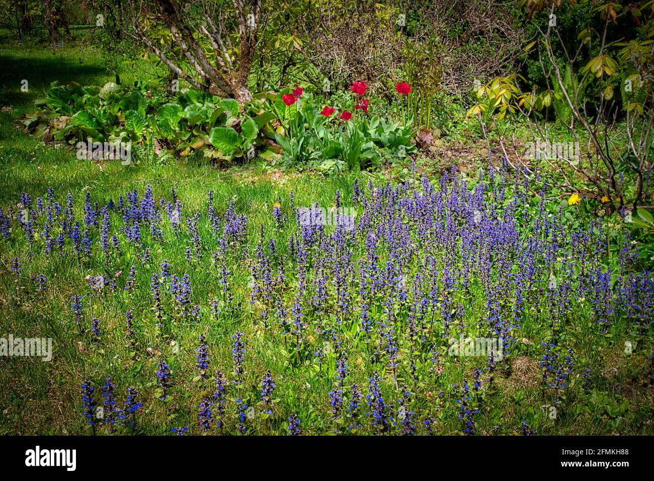 DE - BAYERN: Blühende Bugle-Wildblumen (HDR-Fotografie) Stockfoto