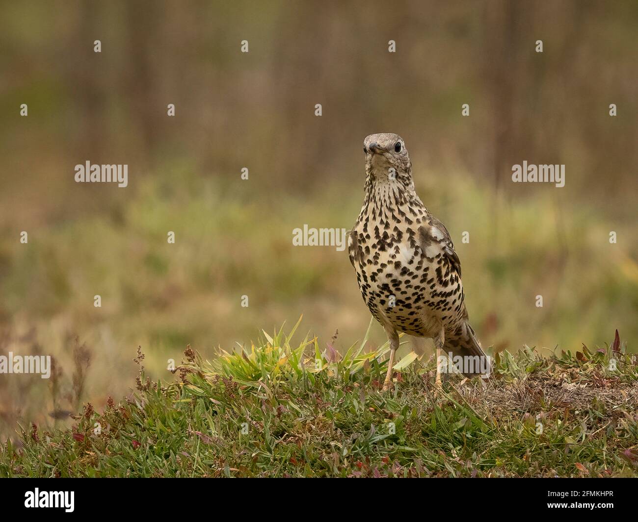 Singdrossel (Turdus Philomelos) Stockfoto