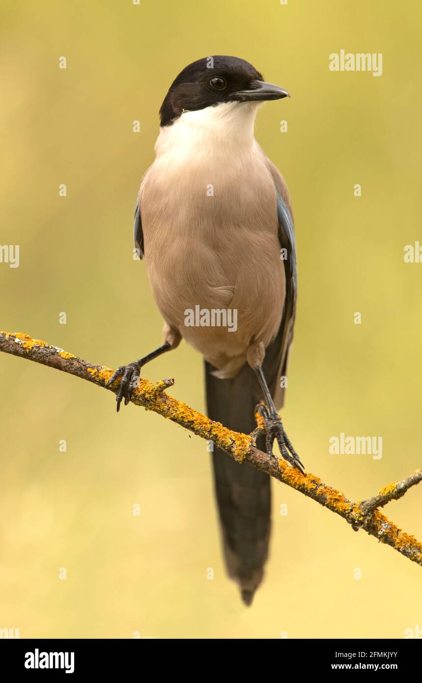 Azure-geflügelte Elster mit dem ersten Licht des Tages in einem Pinienwald Stockfoto