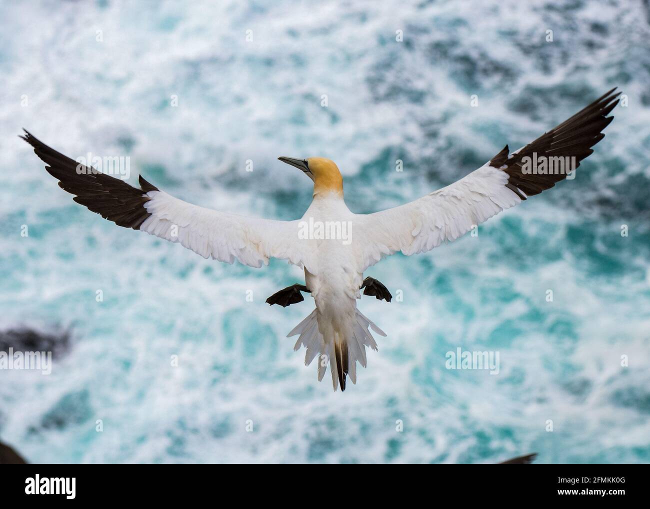 Die Tölpel haben eine Spannweite von über 5 Fuß. SHETLAND ISLANDS, Großbritannien: EPISCHE Actionbilder haben sechs-Pfund-Tölpel aufgenommen, die über den wilden Schottischen schweben Stockfoto