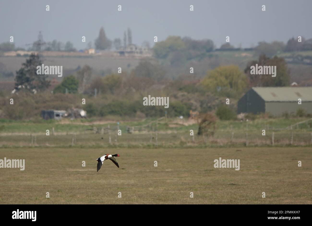 Shelduck fliegt über ein Feld aus trockenem Gras in einem Ackerland umgeben von Bäumen und Gebäuden auf Hügeln Stockfoto