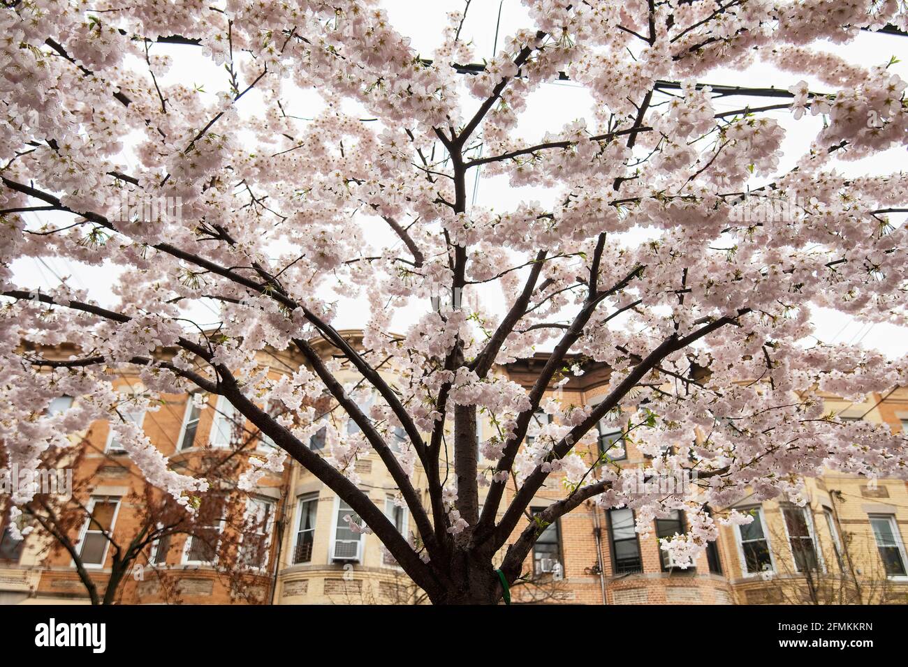 Blühender Kirschbaum in städtischer Umgebung mit Reihenhäusern Stockfoto