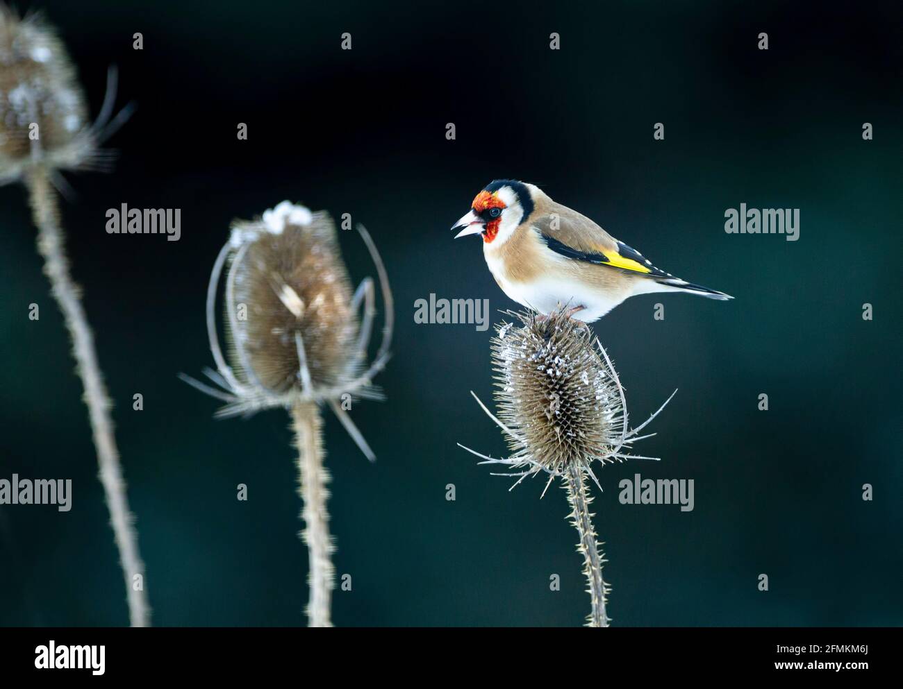 Goldfinch im Winter auf einem Teelöffel Kopf auf der Suche nach Seeds Stockfoto