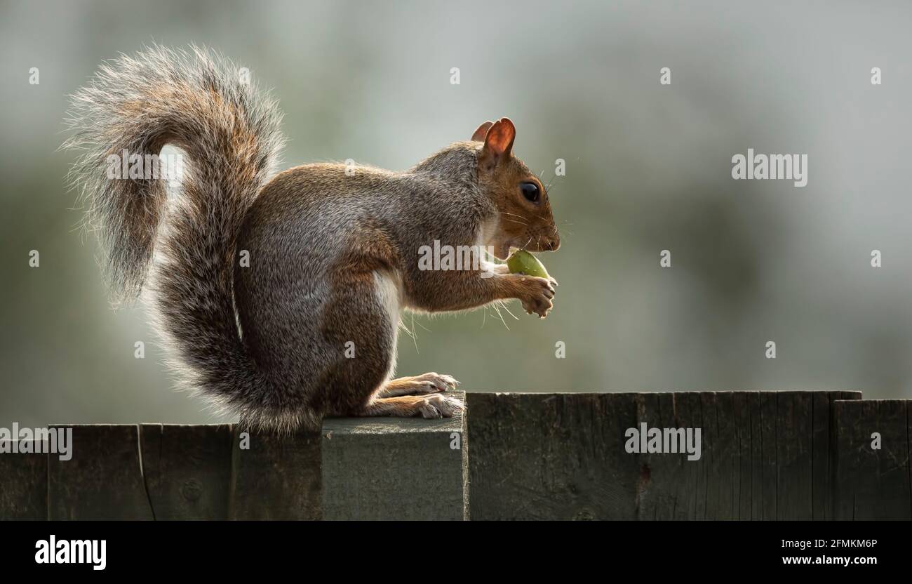 Graues Eichhörnchen, das auf einem Zaun sitzt und eine Eichel frisst Stockfoto