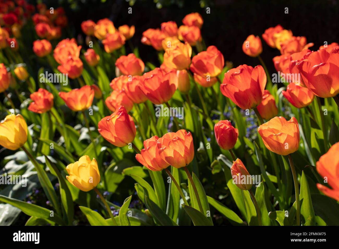 Orange Tulpen im Sizergh Castle, Cumbria, Großbritannien Stockfoto