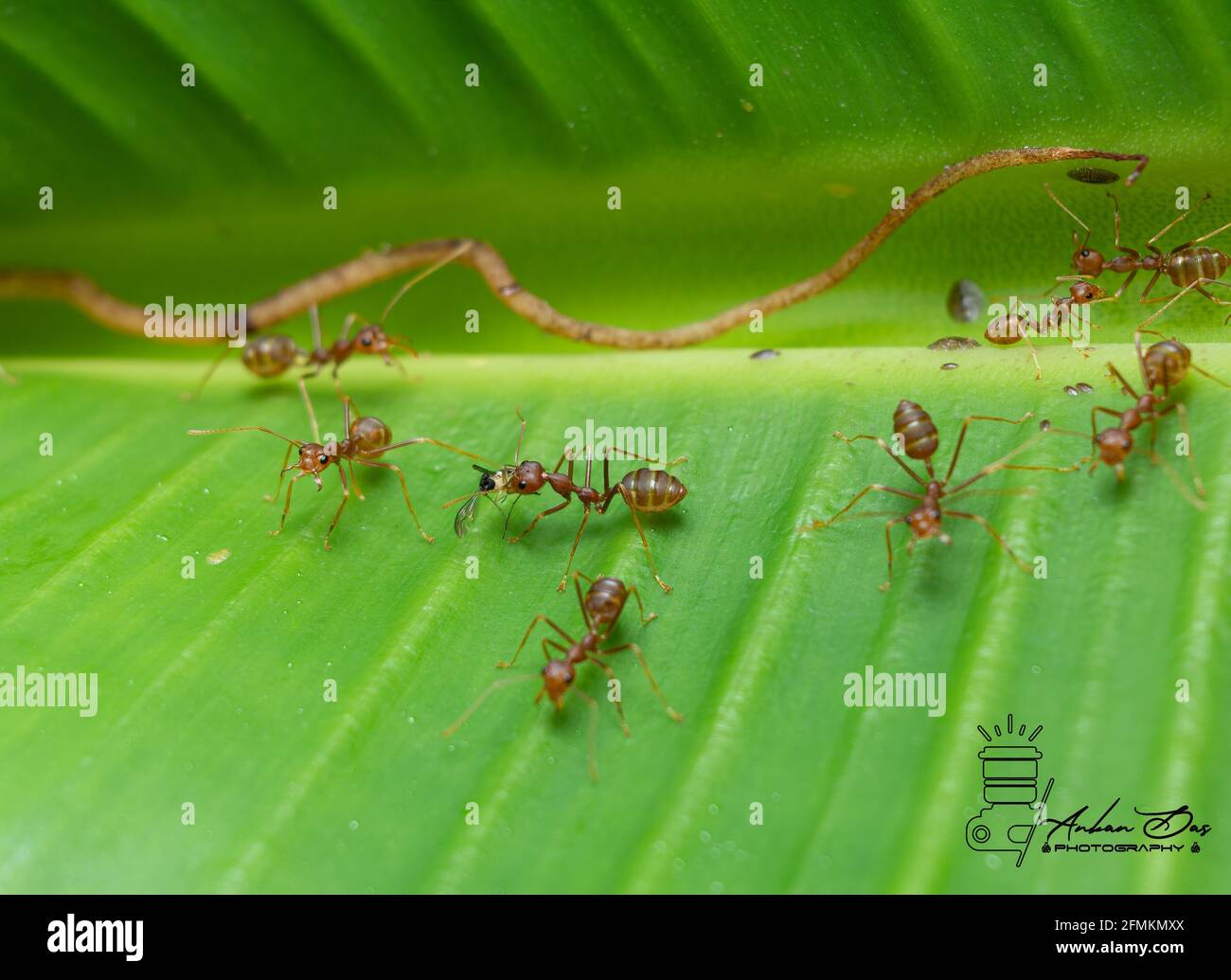 Ameisen mit Essen Stockfoto