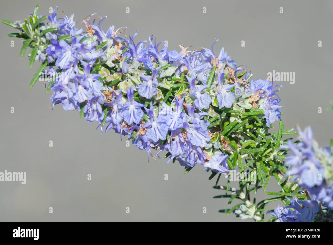 Blauer Rosmarin Riviera Rosmarinus officinalis blauer Dorn Stockfoto