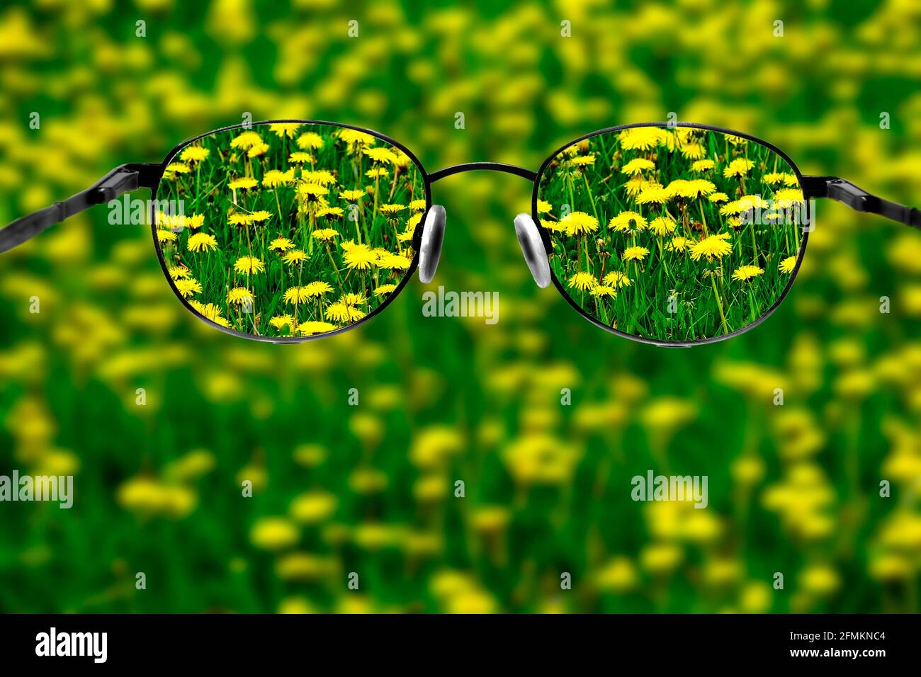 Große Vielzahl von Delons Delonpflanzen gelbe Blumen Frühling verschwimmen Unscharf klare Vision-Brille Stockfoto