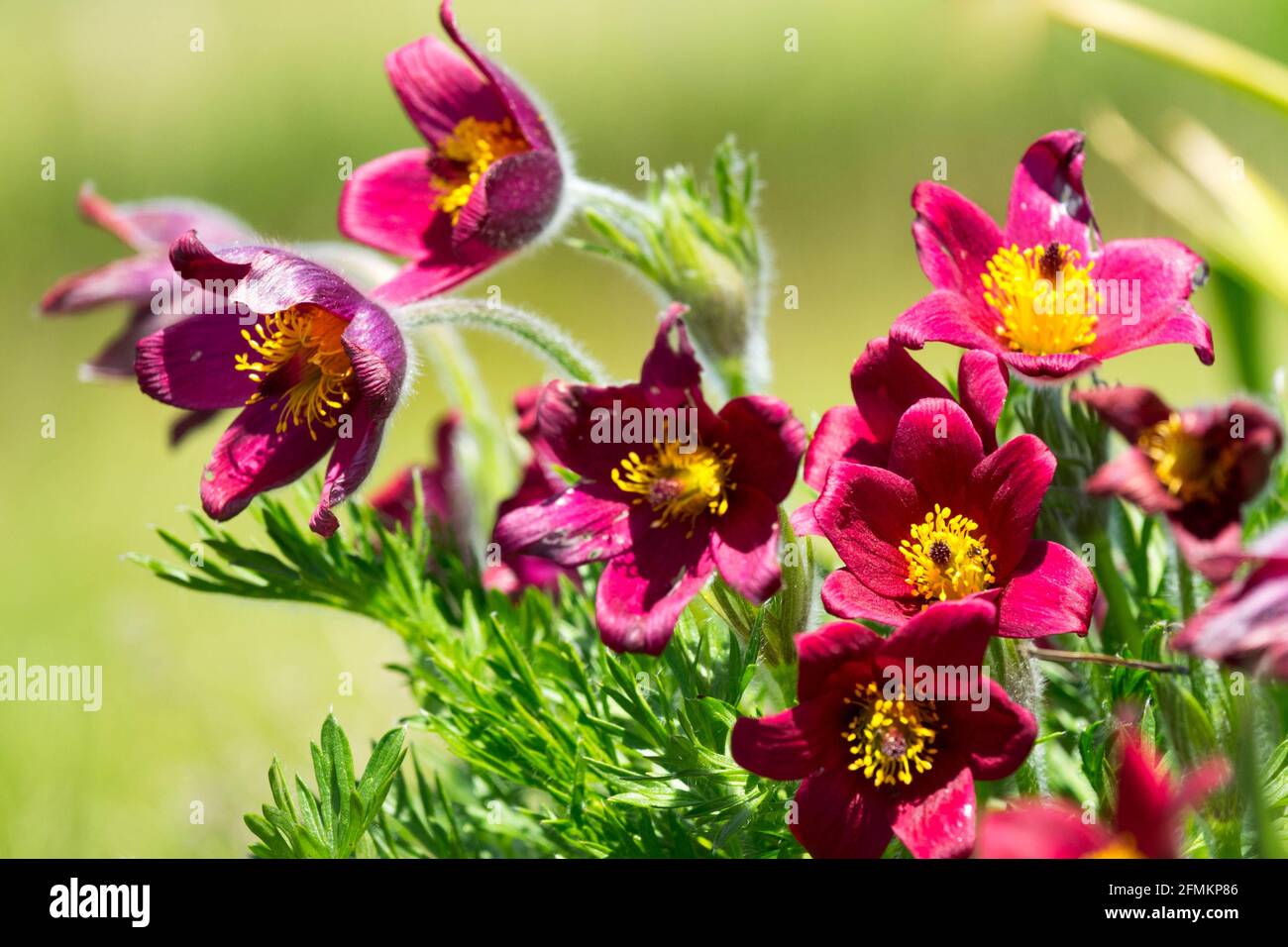 Pulsatilla vulgaris Rubra Pasque Blume Stockfoto