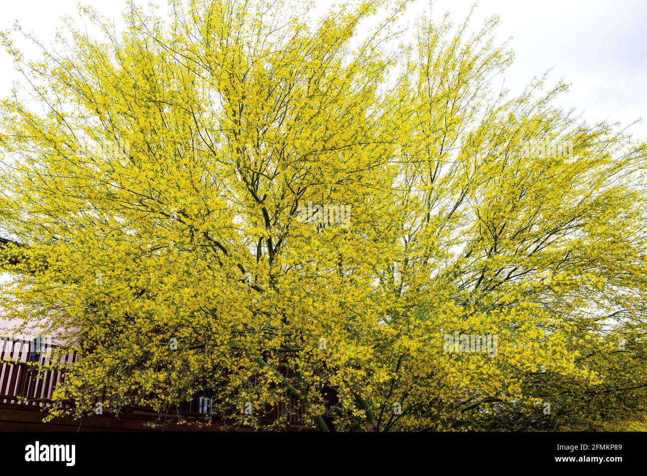 Huiasache-Baum Stockfoto
