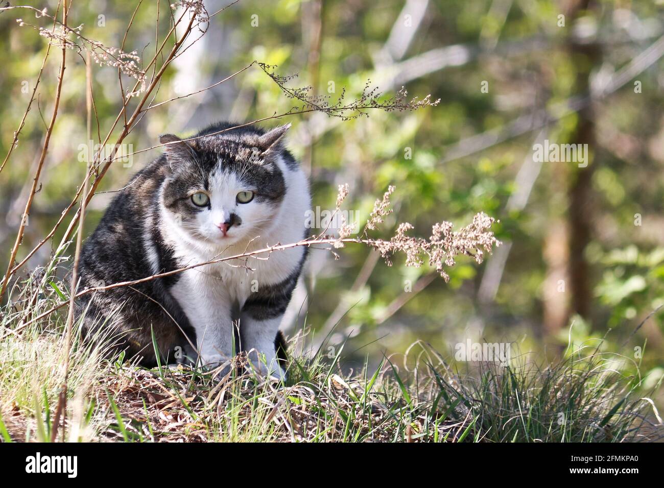Eine Straßenkatze mit einem lustigen Gesicht sitzt im Gras und jagt nach Mäusen. Stockfoto