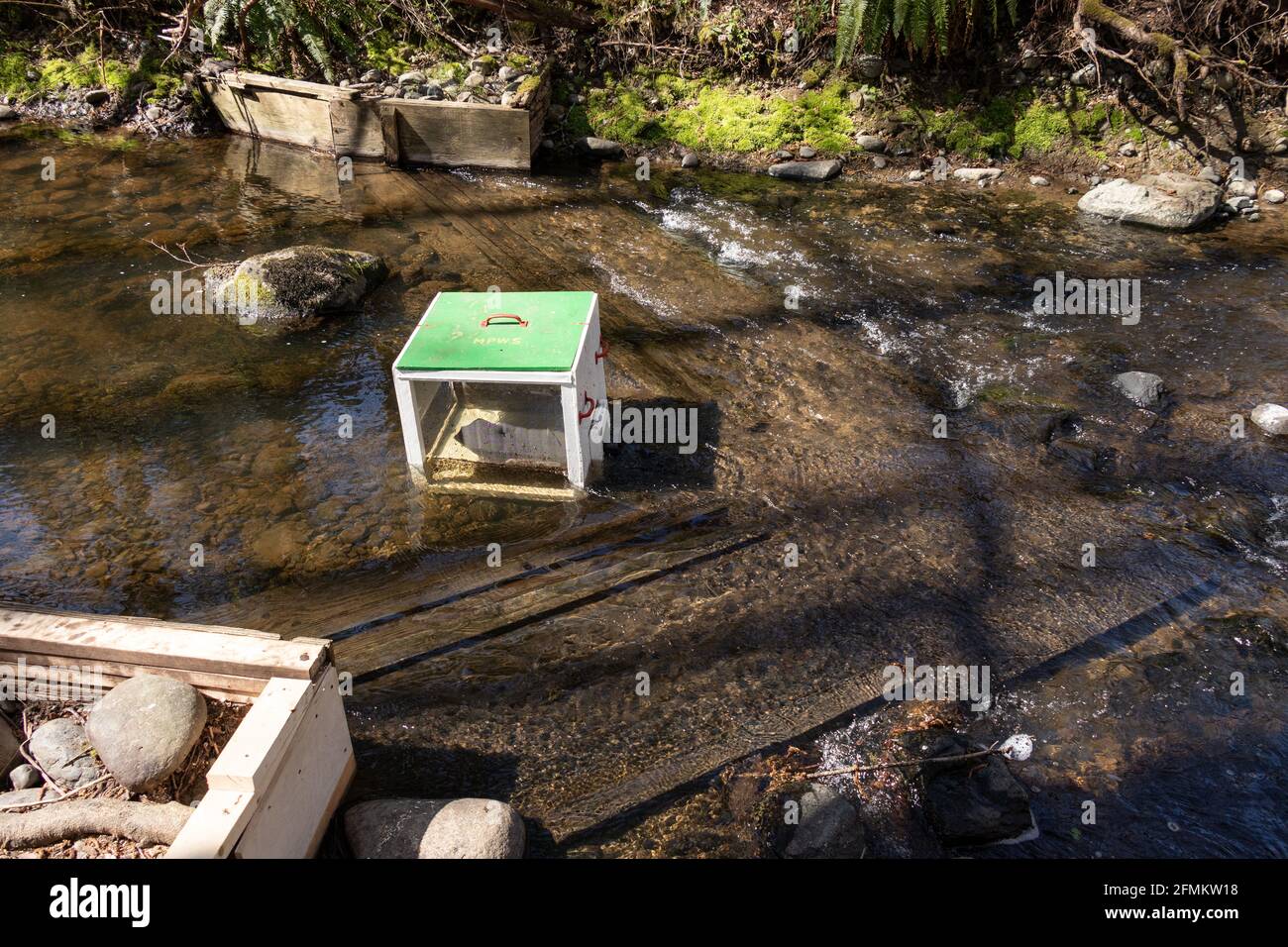 Courtenay, Kanada - 22. April 2021: Ansicht von Millard-Piercy Wasserscheidenverwaltern, die Wehr zählen, das zur Zählung seawarder wandernder Smolts auf Pie verwendet wird Stockfoto