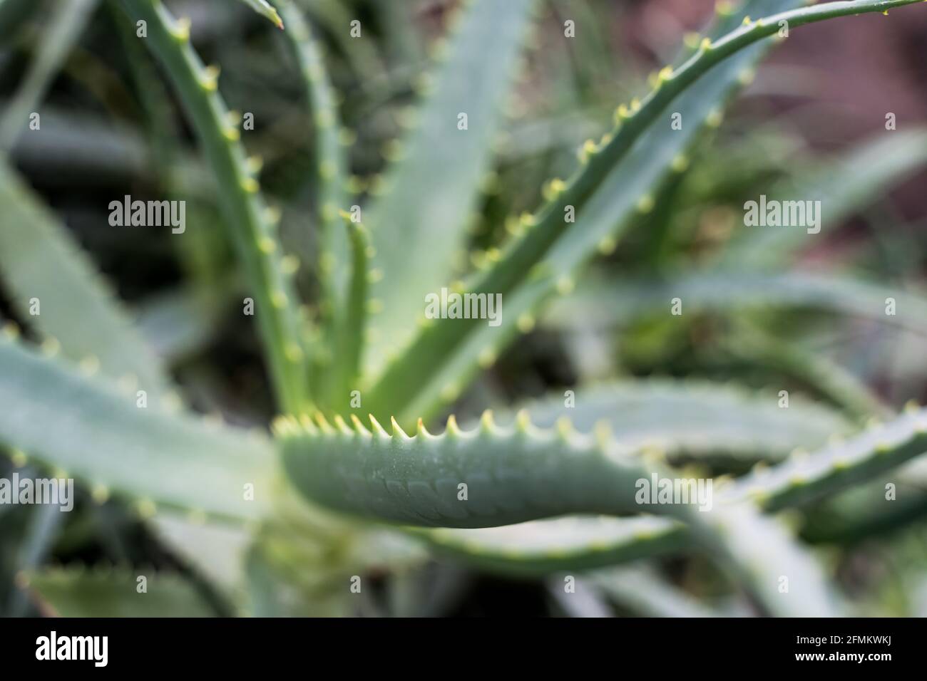 Nahaufnahme von Stacheln grner Aloe Vera-Pflanze. Gesundheitspflege  Naturprodukt, mehrfache Nutzen, flache Tiefe des Feldes Konzepte  Stockfotografie - Alamy