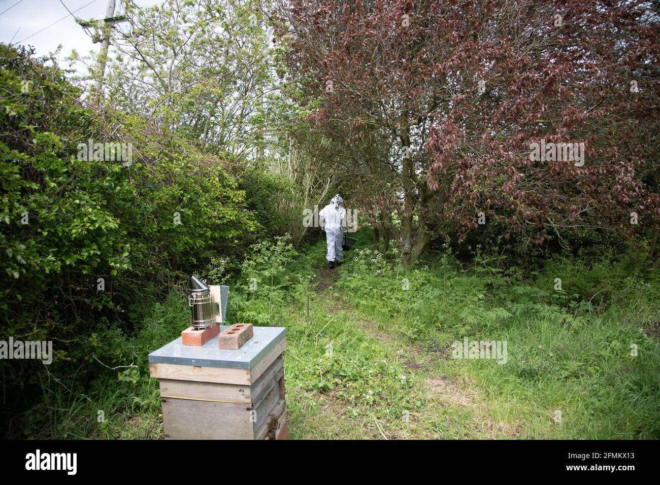 Der Imker stürmt nach dem Eingestochen in einem Huff ab Stockfoto