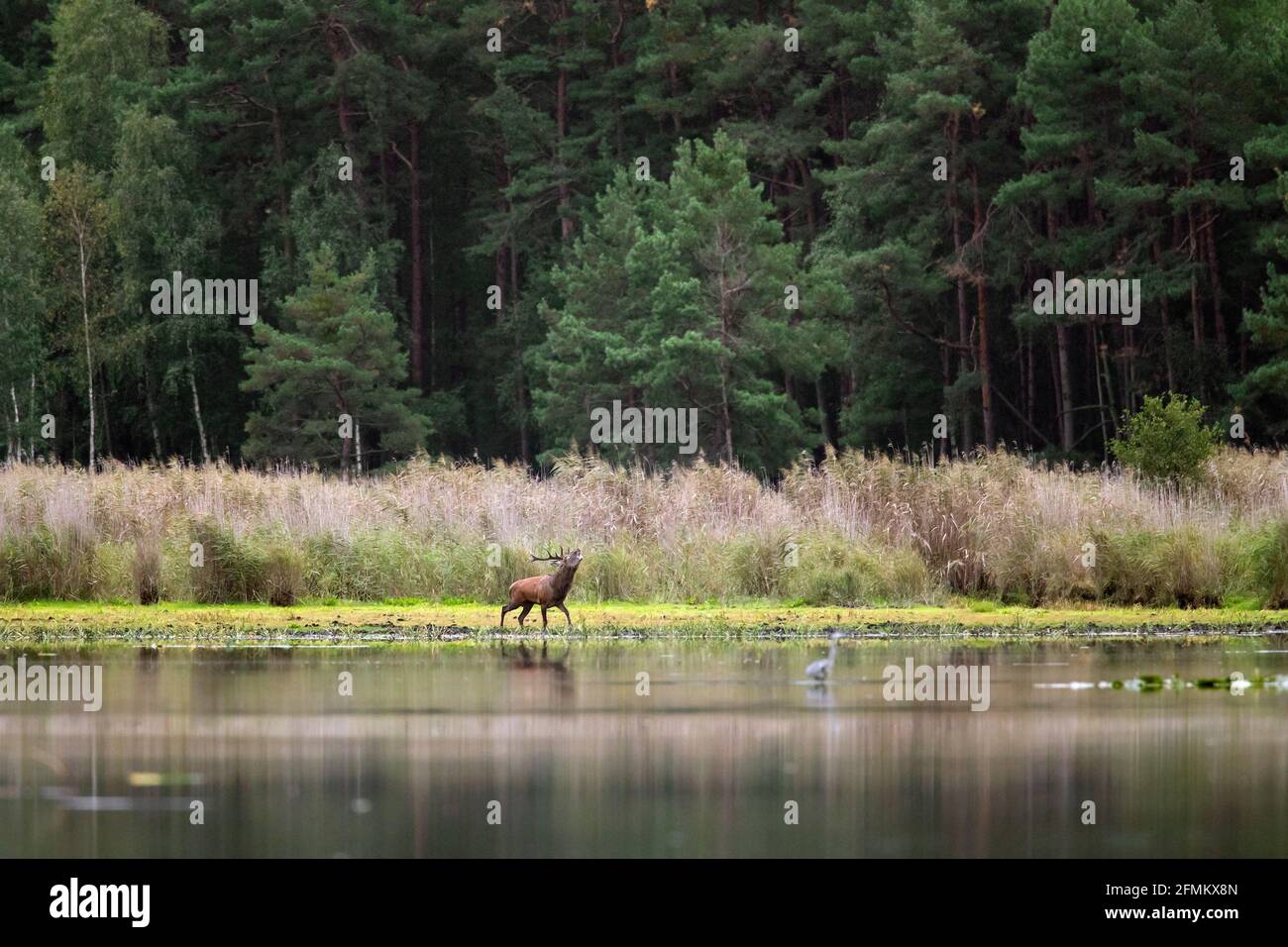 Rothirsch (Cervus elaphus) Hirsch überquert flaches Wasser des Teiches am Waldrand während Die Rut im Herbst Stockfoto