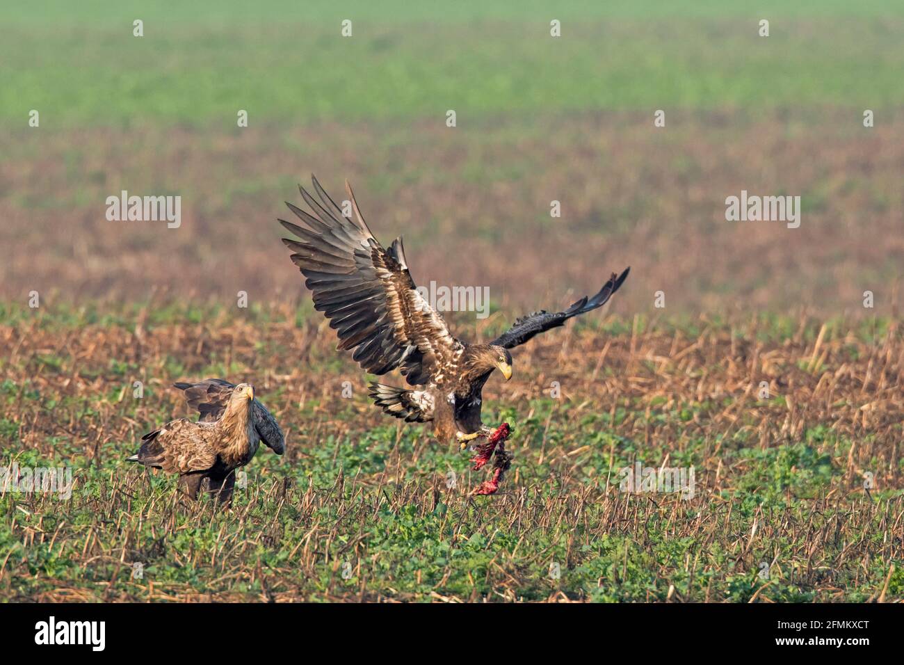 Seeadler / Seeadler / erne (Haliaeetus albicilla) Jungvögel springen in der Luft mit Beute im Feld, Mecklenburg-Vorpommern, Deutschland Stockfoto