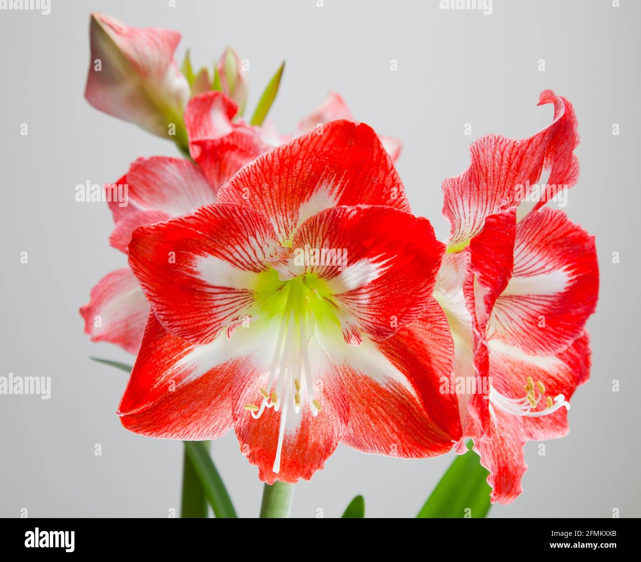 Amaryllis Christmas Star. Eine zarte, bauchige Staude mit bandförmigen, dunkelgrünen Blättern, mit großen, trichterförmigen, weiß markierten, Rote Blumen Stockfoto