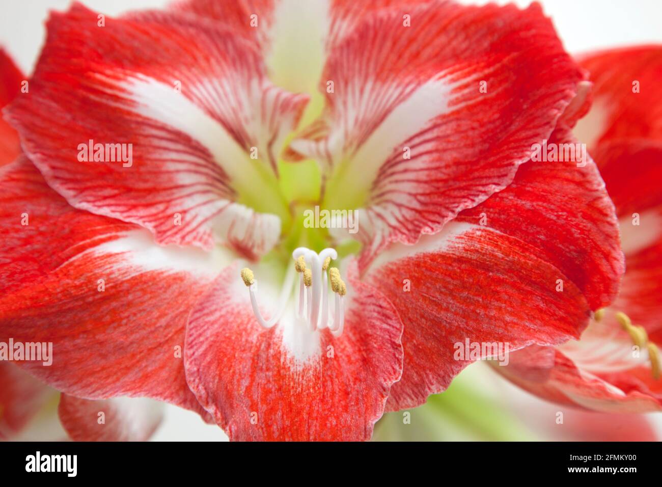 Amaryllis Christmas Star. Eine zarte, bauchige Staude mit bandförmigen, dunkelgrünen Blättern, mit großen, trichterförmigen, weiß markierten, Rote Blumen Stockfoto