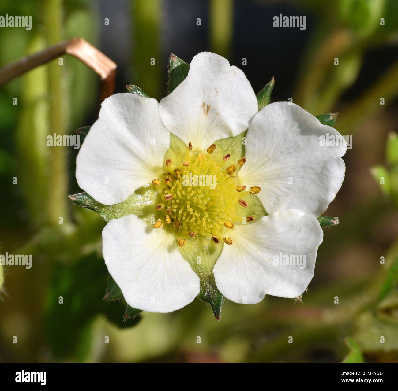 Gewöhnliche Erdbeerblüte (Fragaria vesca). Pflanzen in einem Garten in einer sonnigen Gegend. Munilla, La Rija, Spanien. Stockfoto