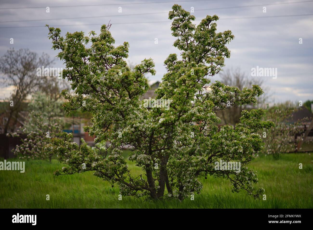 Blühender Birnenbaum in weißen Blüten. Frühlingsgarten. Stockfoto